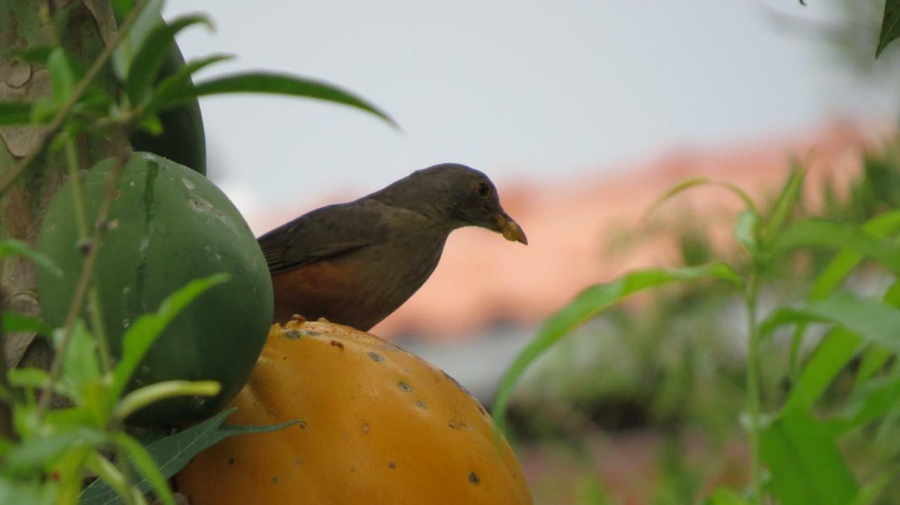 Oforasteiro Villa Mucuge Bagian luar foto